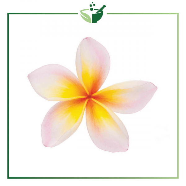 Frangipani Absolute Oil-01-01